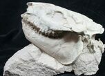 Superb Fossil Oreodont Skull With Vertebrae #8853-4